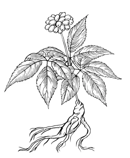 Ginseng Met Hand Getekende Inktvector — Stockvector