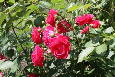 Çiçek bahçesinde gül bush. 