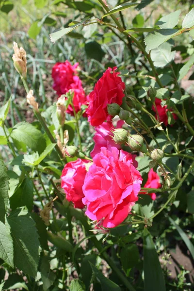 Blommande Rosenbuske Trädgården — Stockfoto