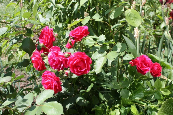 Цветущие Розовые Кусты Саду — стоковое фото