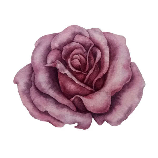 Akwarela Różowa Róża Dla Druków Mody Wzory Tekstylne Prezenty Walentynki — Zdjęcie stockowe
