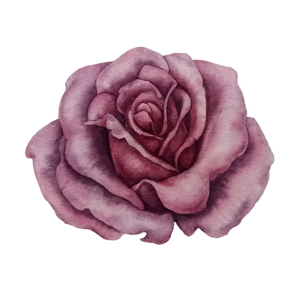Moda baskıları için suluboya pembe gül, tekstil desenleri, Sevgililer Günü için hediyeler, Anneler Günü, Kadınlar Günü, Doğum günü, Düğün.