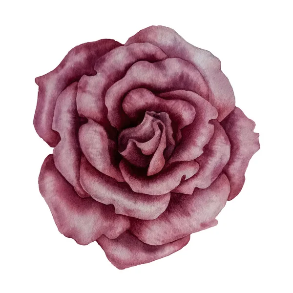 Moda baskıları için suluboya pembe gül, tekstil desenleri, moda, Sevgililer Günü için hediyeler, Anneler Günü, Kadınlar Günü, Doğum günü, Düğün.