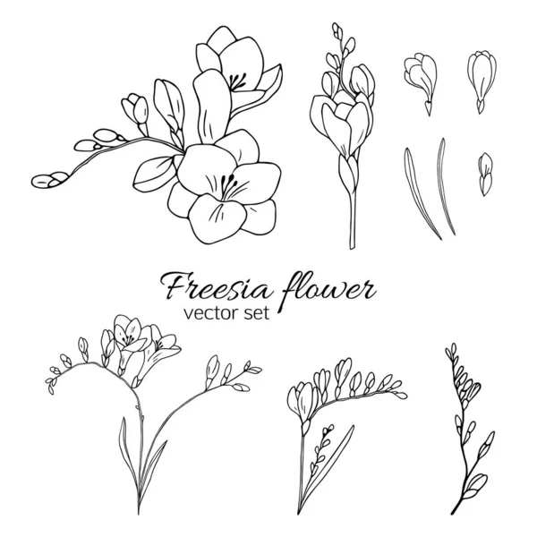 Conjunto Flores Freesia Aisladas Blanco Negro Dibujadas Mano Ilustración Del — Archivo Imágenes Vectoriales