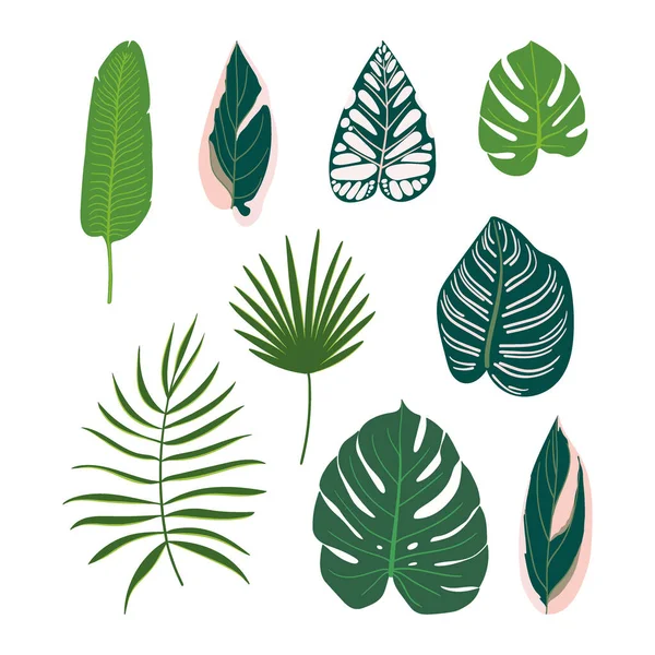 Set Different Tropical Exotic Leaves Monstera Palm Calathea Stromanthe Begonia — стоковый вектор