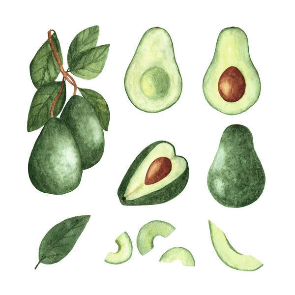 Set of watercolor painted avocado