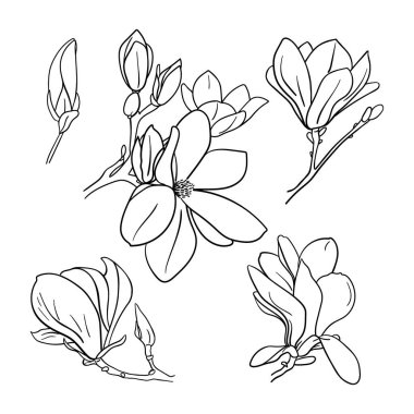 Set of black color magnolia flowers