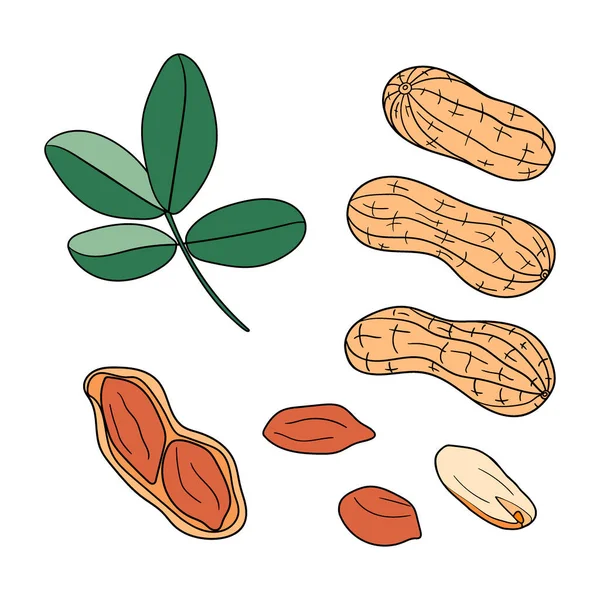 Handgezeichnetes Set Verschiedener Erdnüsse Ohne Schale Und Schale Vektorelemente Isoliert — Stockvektor