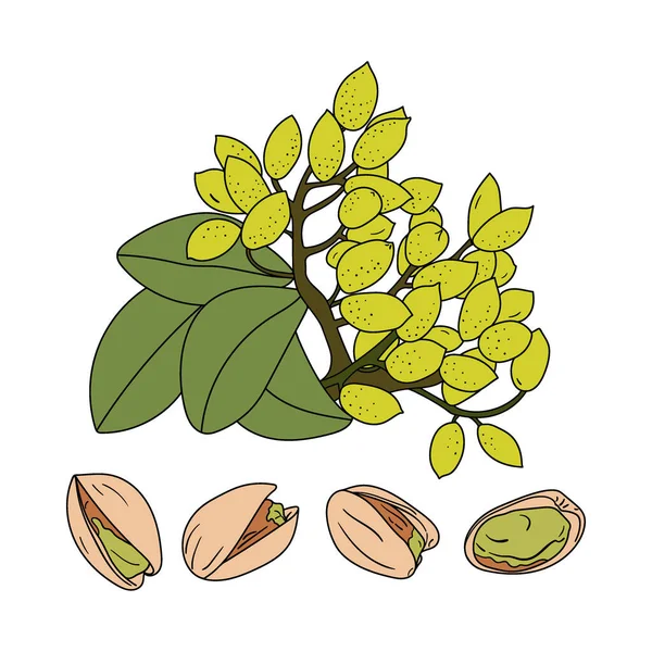 Conjunto de pistachos dibujados a mano — Archivo Imágenes Vectoriales