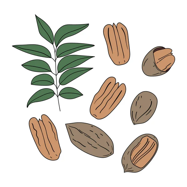 Conjunto Nueces Pacana Dibujadas Mano Diferentes Formas Con Hojas Conchas — Archivo Imágenes Vectoriales