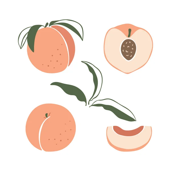 Set handgetekende perziken — Stockvector