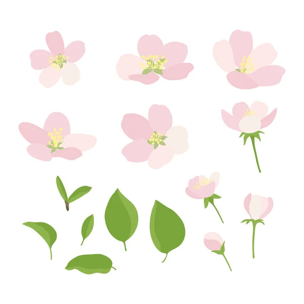 Σύνολο Λουλουδιών Και Φύλλων Που Ανθίζουν Κομψό Ανοιξιάτικο Σχέδιο Λουλουδιών — Διανυσματικό Αρχείο