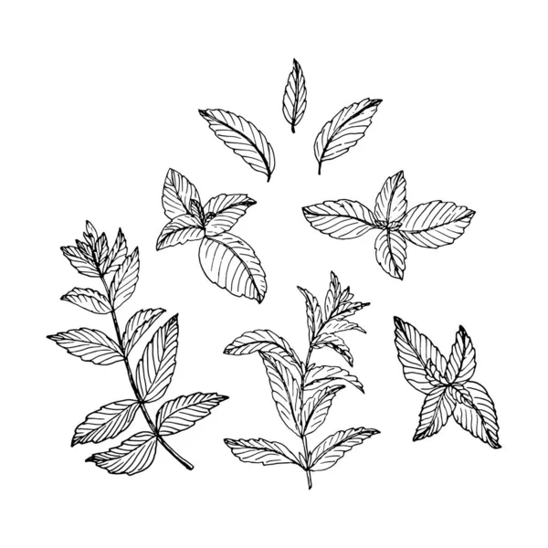 Set Hand Drawn Mint Branches Leaves Sketch Style — Stock vektor