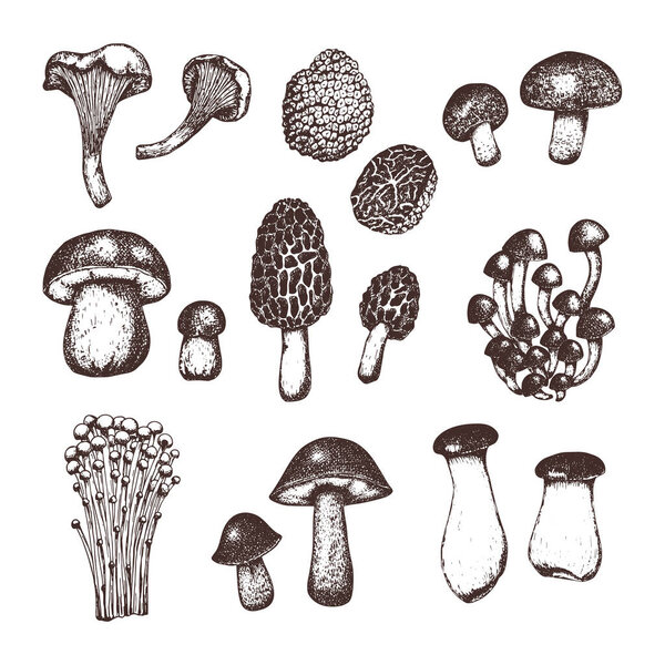 Set of different hand drawn sketch style mushrooms. Black and white illustration of food. Design for menu, label, packaging.