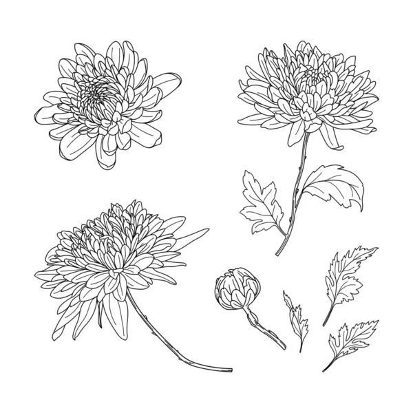 Set Hand Drawn Black Color Chrysanthemums Autumn Flowers Line Art — Stock vektor