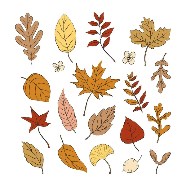 Set Hand Drawn Autumn Leaves Leaves Collection Brown Orange Colors —  Vetores de Stock
