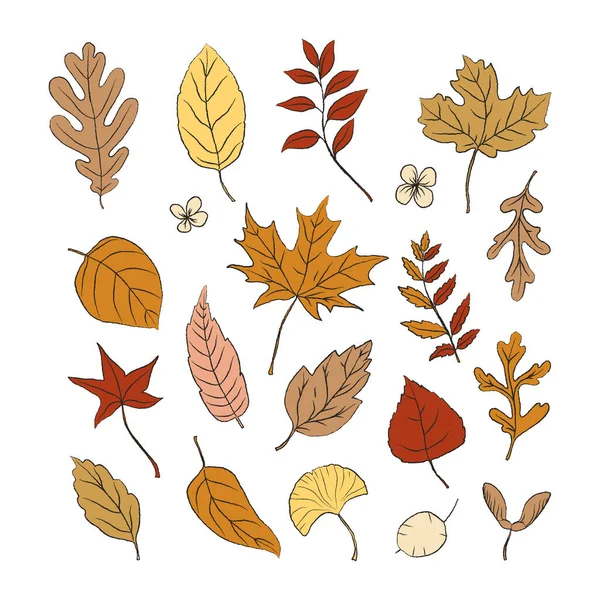 Set of hand drawn autumn leaves. Leaves collection in brown and orange colors with outline. Fall design elements
