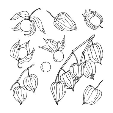 Set of hand sketched physalis berries, including branches and different singl berries. Hand drawn illustration in black color isolated on white.