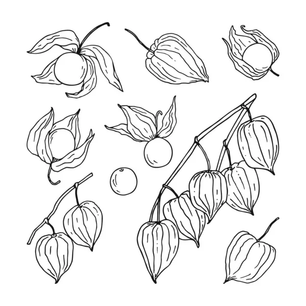 Set Hand Sketched Physalis Berries Including Branches Different Singl Berries — Archivo Imágenes Vectoriales