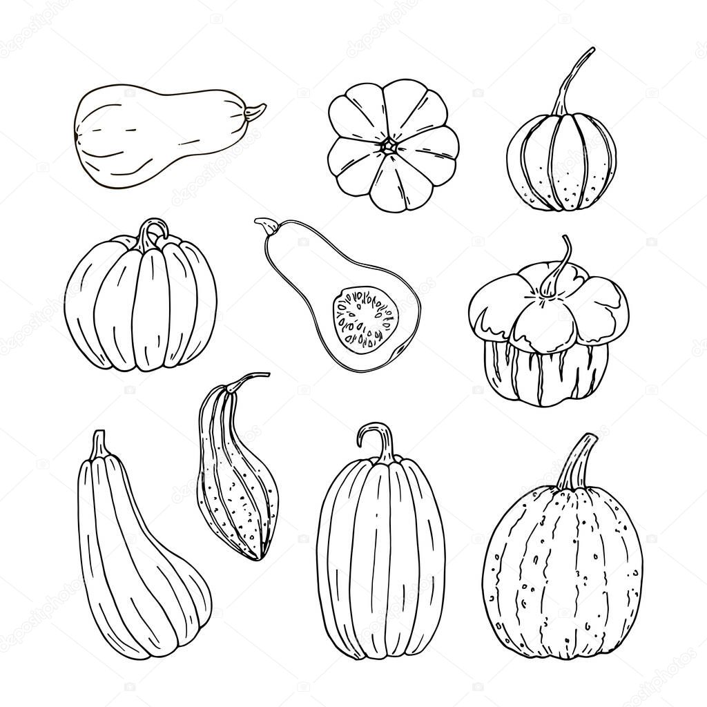 Set of hand drawn black color different pumpkins. Simple doodle style autumn illustration.