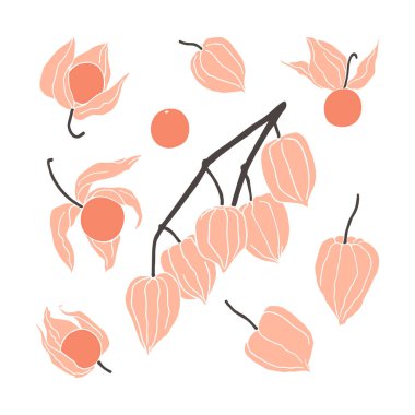 Set of hand drawn physalis, single berries and branch. Minimalist autumn illustration.