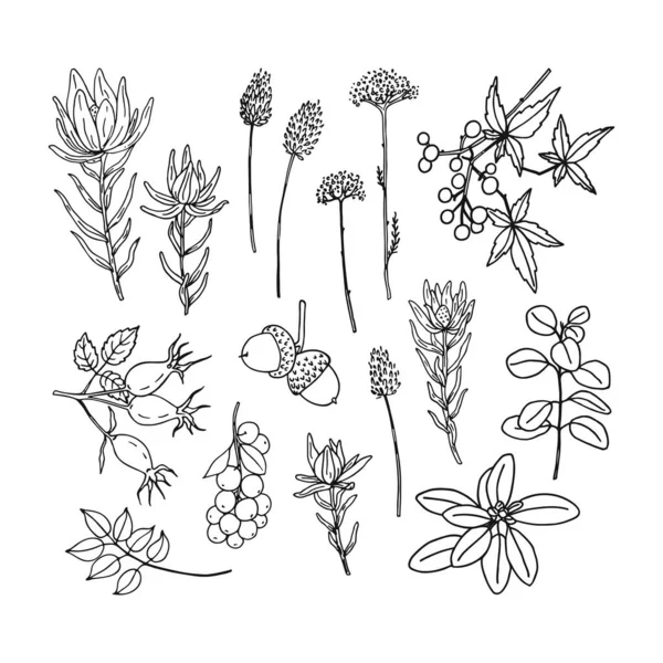 Fall Plants Collection Black Color Hand Drawn Flowers Branches Leaves — Vettoriale Stock