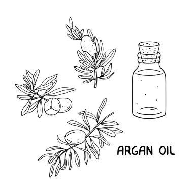Argan meyvesi, yapraklar ve yağlı eskiz. El çizimi doğal kozmetik malzeme çizimi
