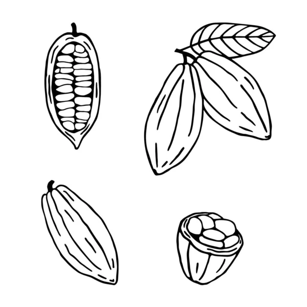 ココア植物セット 手描きのスケッチ白地に隔離されたココア豆 有機製品だ カフェ ショップ メニュー ラベル エンブレム シンボルのための落書きスケッチ — ストックベクタ