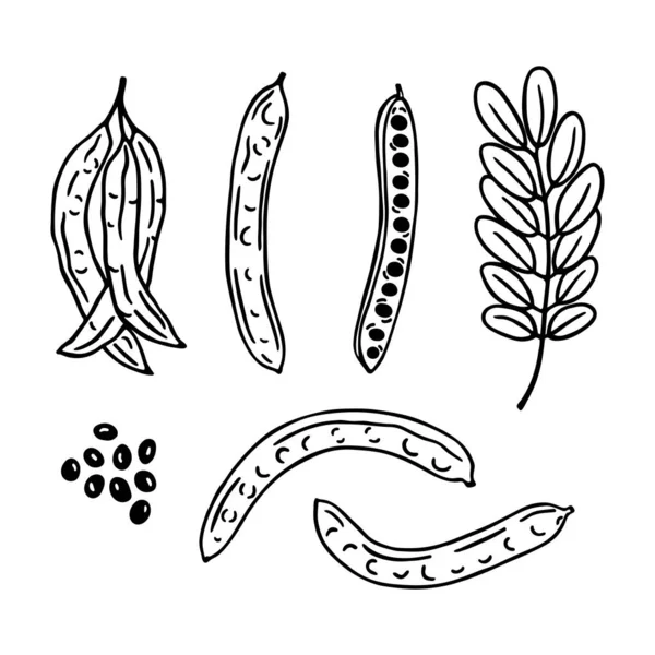 Handgetekende Johannesbroodjes Bonen Bladeren Johannesbroodjes Superfood Vector Illustratie Geïsoleerd Witte — Stockvector