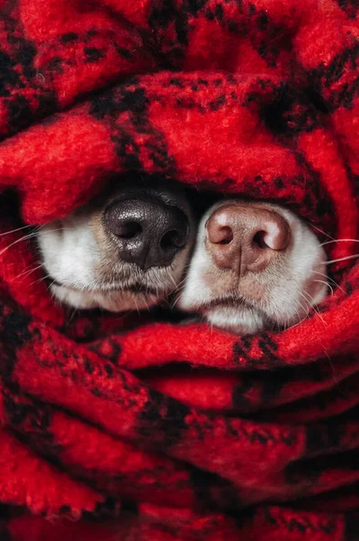 两只狗的鼻子在围巾里 — 图库照片