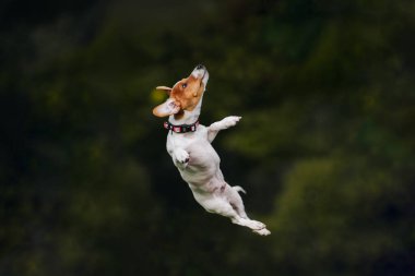 Jack Russell havada uçuyor.