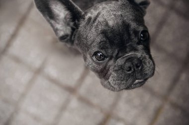 Küçük Fransız bulldog suratı.
