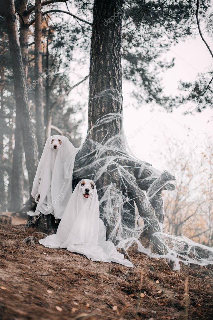 ghost dogs in the forest