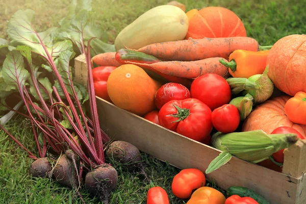 ジューシーな地面に立つ籠の中のさまざまな多色の野菜や果物 — ストック写真