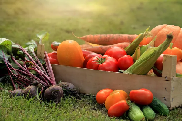 草の上の籠の中の多色の果物や野菜 — ストック写真