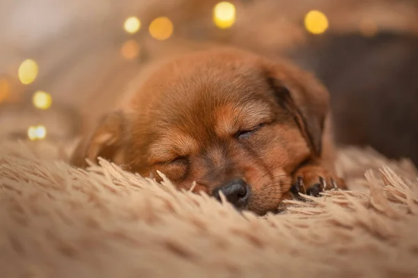 Schattig Bruin Kleine Puppy Slapen Een Zachte Warme Deken Wachten — Stockfoto