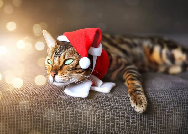 赤い帽子と赤いスカーフのソファの上に寝そべっている猫はたくさんの光に囲まれていて猫は休日や奇跡を待っています — ストック写真
