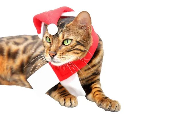 Een Gevlekte Liegende Kat Een Rode Hoed Rode Sjaal Een — Stockfoto