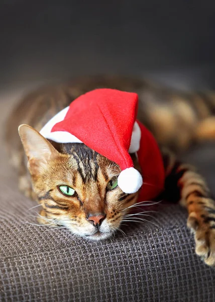 Een Gevlekte Kat Liggend Bank Een Rode Hoed Een Kat — Stockfoto