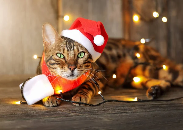 Een Gevlekte Kat Met Een Rode Hoed Sjaal Zit Een — Stockfoto