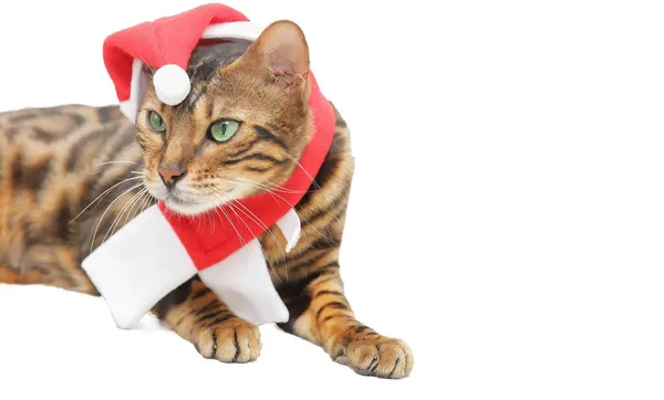 Grappig Feestelijk Nieuwjaar Kat Schattig Kat Gekleed Santa Kleding Geïsoleerd — Stockfoto