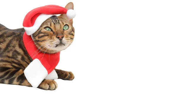 Grappig Feestelijk Nieuwjaar Kat Schattig Kat Gekleed Santa Kleding Geïsoleerd — Stockfoto