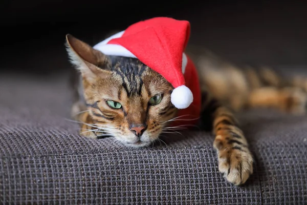 Újévi Macska Aranyos Macska Öltözött Mikulás Ruhák Feküdt Egy Kanapén — Stock Fotó