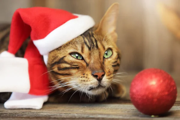 Nieuwjaar Kat Schattig Kat Gekleed Kerstman Kleding Zoek Omhoog Spelen — Stockfoto