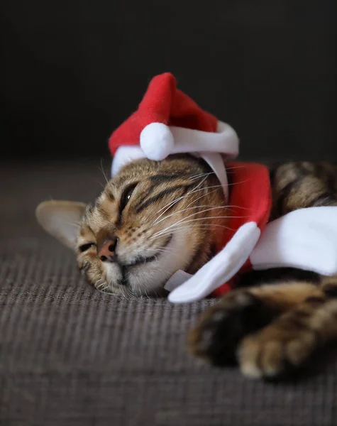 Nieuwjaarskat Schattige Kat Gekleed Kerstmankleren Liggend Een Bank Slapend — Stockfoto