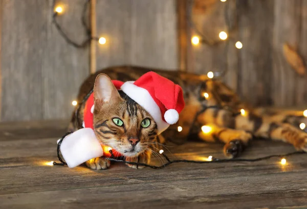 Újévi Macska Aranyos Macska Öltözött Mikulás Ruhák Feküdt Egy Háttér — Stock Fotó