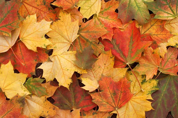 Outono Folhas Bordo Vermelho Amarelo Laranja Verde Marrom Cores Com — Fotografia de Stock