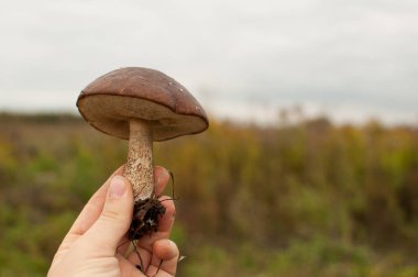 Yeşil bir tarlanın bulanık arka planında kahverengi şapkalı beyaz benekli bacağında sonbahar mantarı poderezovik.