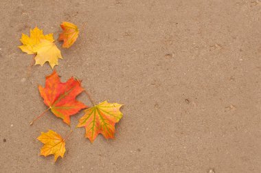 Asfaltta kırmızı ve sarı renkli akçaağaç yaprakları ve yazı için bir yer var.