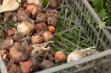 Çimlerin üzerinde bulanık kenarlı plastik bir siyah kutuda farklı renkte ampuller.